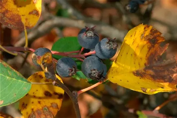 Песталоция Болезни вредители ирги19