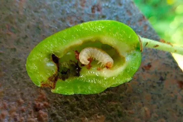 пилильщик личинка способы борьбы20