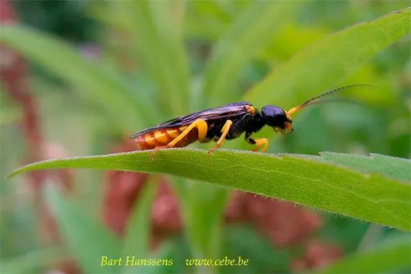 пильщика уход за грушей39