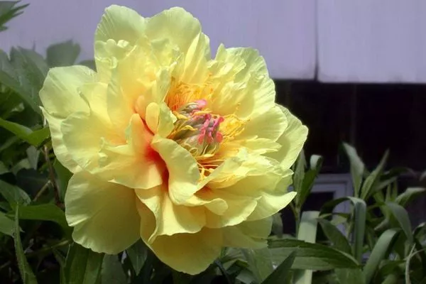 Гарден треже