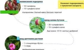 подкормки для пионов Гарден треже