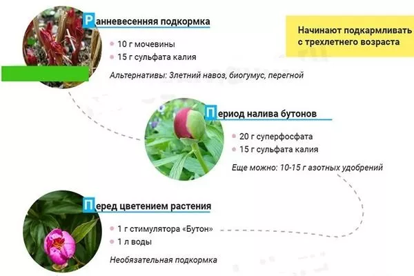 подкормки для пионов Гарден треже
