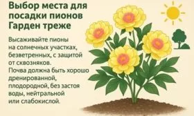 выбор участка для выращивания пионов Гарден треже