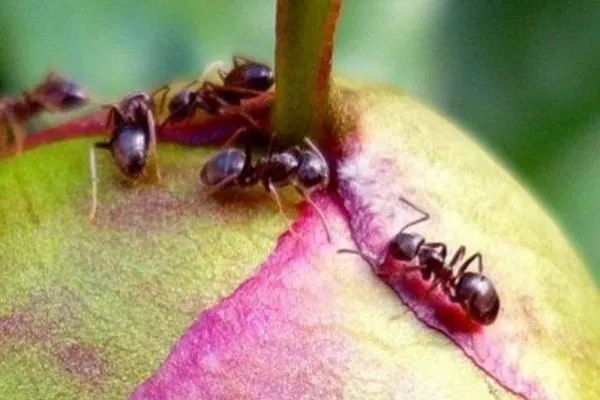 вредители на пионах Гарден треже