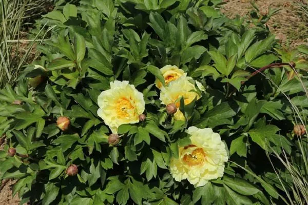 куст пиона Гарден треже