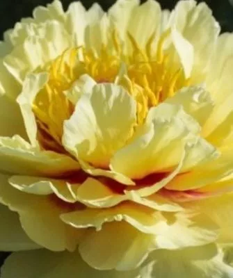 расцветший бутон сорта Гарден треже