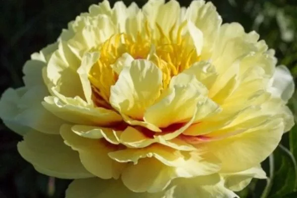 расцветший бутон сорта Гарден треже