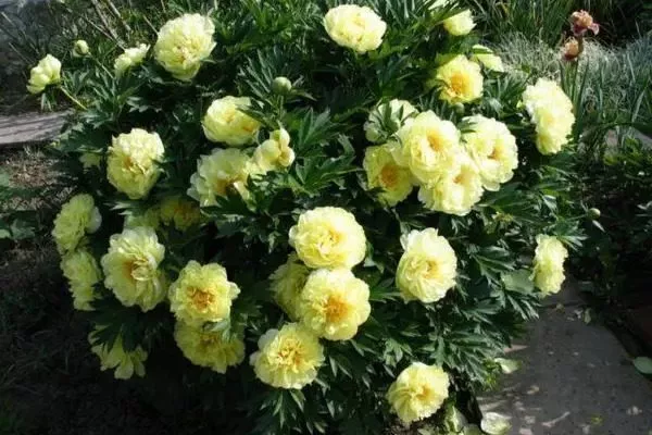 цветение куста Гарден треже