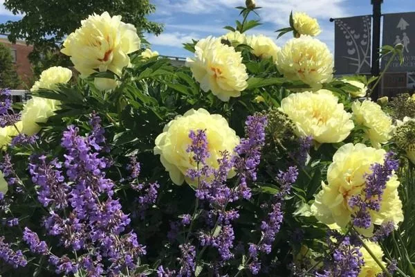 сочетание жёлтых пионов с лавандой в цветнике