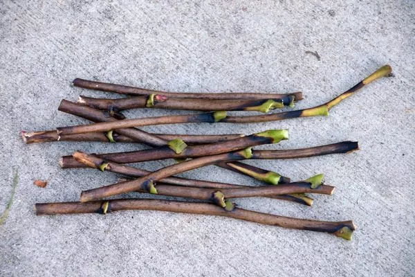 черенки пиона Гарден треже