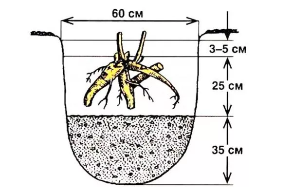 схема посадки пиона Гарден треже