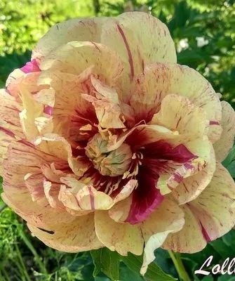 пион Лоллипоп