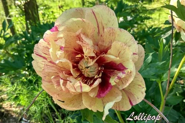 пион Лоллипоп