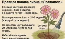 полив пионов Лоллипоп