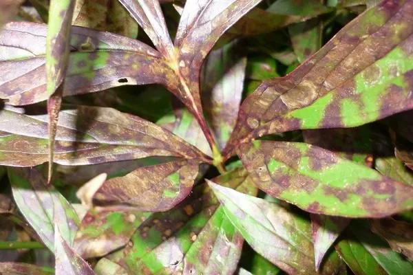 ржавчина пиона Лоллипоп