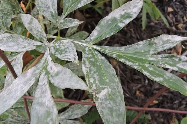 мучнистая роса пиона Лоллипоп