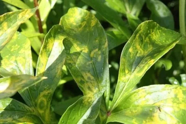 мозаика пиона Лоллипоп