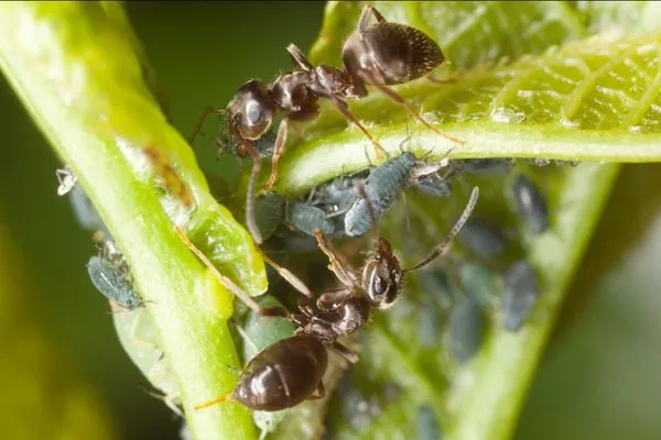 вредители пиона Лоллипоп