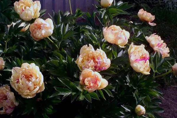 куст Лоллипоп