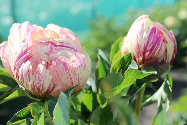 бутоны на кусте Лоллипоп