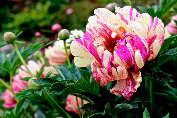 расцветшие бутоны Лоллипоп