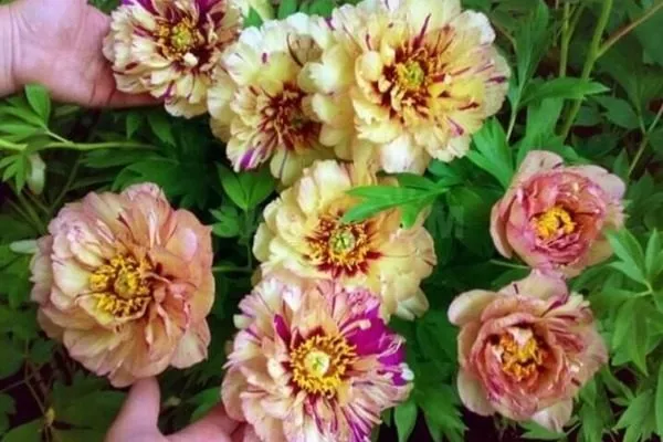 монопосадка сорта Лоллипоп