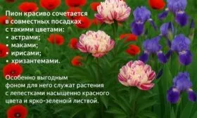 сочетание Лоллипоп с другими цветами