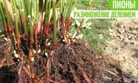размножение делением куста Лоллипоп