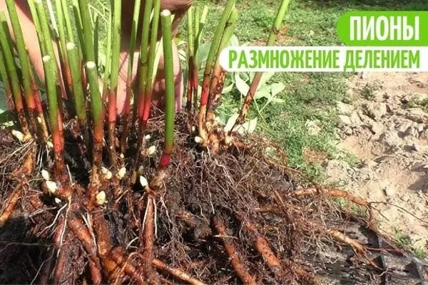 размножение делением куста Лоллипоп