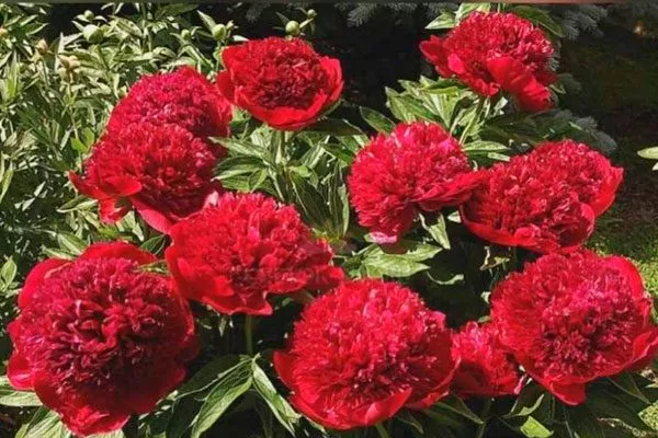 пион Ред Чарм