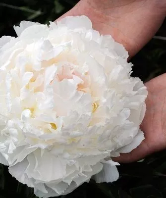 пион Бразер Чак