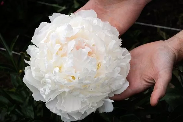 пион Бразер Чак