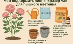подкормка пиона Бразер Чак