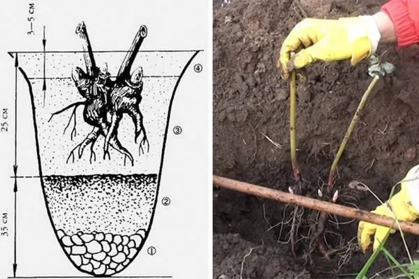 посадка пиона Бразер Чак