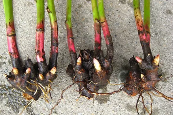 посадочный материал сорта Бразер Чак