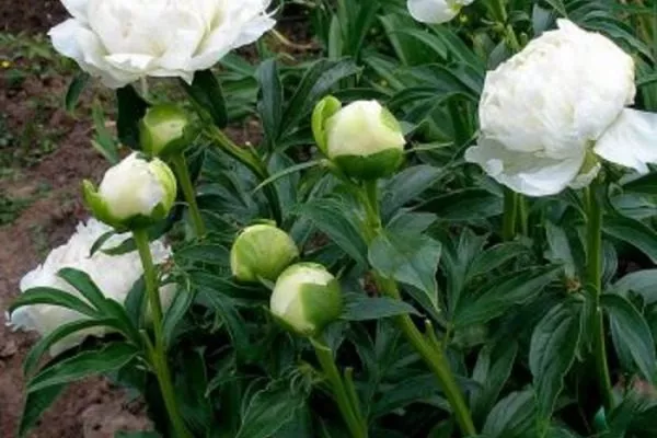 куст пиона Бразер Чак