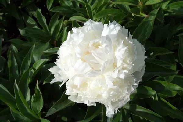 цветок сорта Бразер Чак