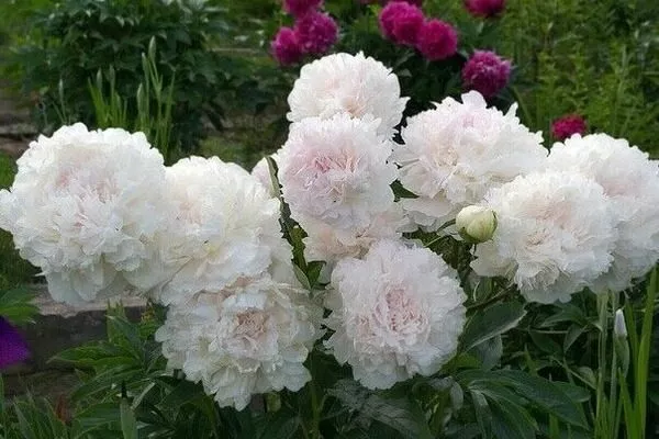 пионы Бразер Чак в цветнике