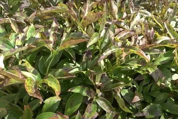 ржавчина пиона Бразер Чак