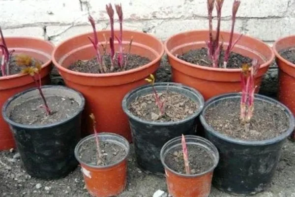 саженцы пиона Бразер Чак в горшках