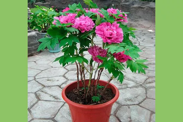 пион в горшке посадка пионов18