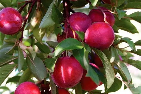 Пирамидальная для сибири и урала40