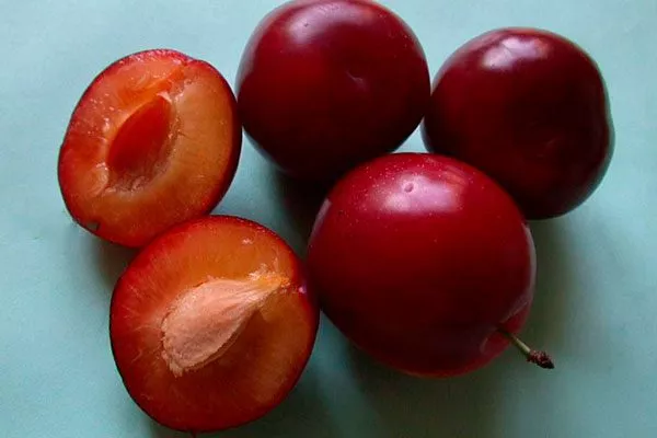 плод алычи сравнение9