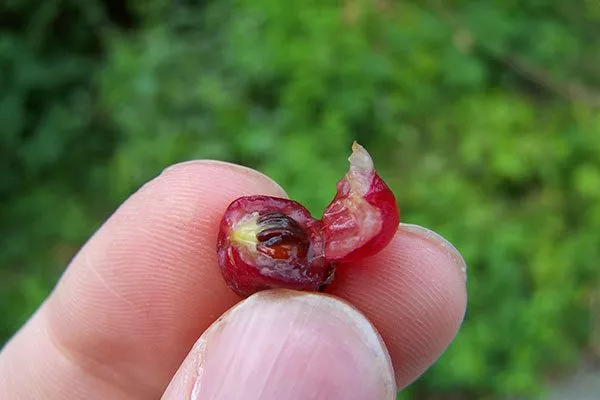 плод ирги с семенами Размножение ирги12