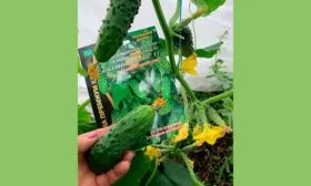 плод огурцов Санькина любовь11