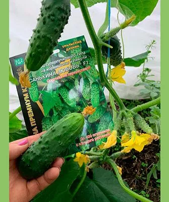 плод огурцов Санькина любовь11