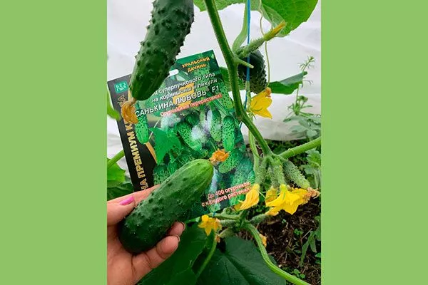 плод огурцов Санькина любовь11