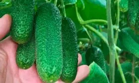 плод огурцов Шопен11