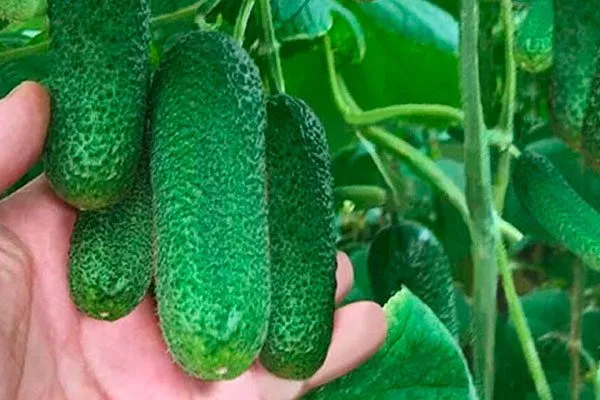 плод огурцов Шопен11