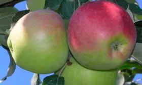 плод яблони Августа